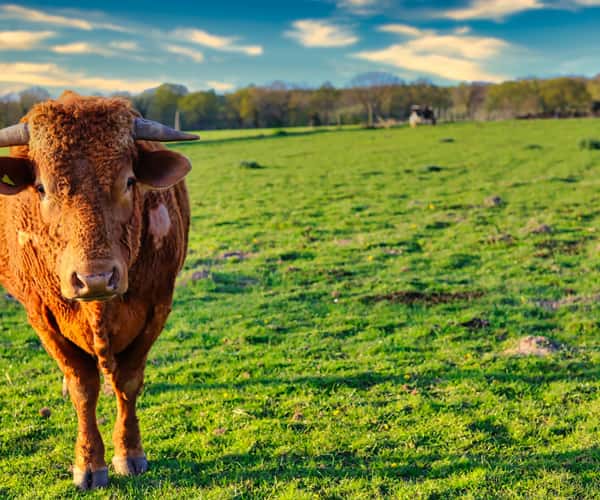 7 belongings you shouldn’t miss when visiting Norfolk