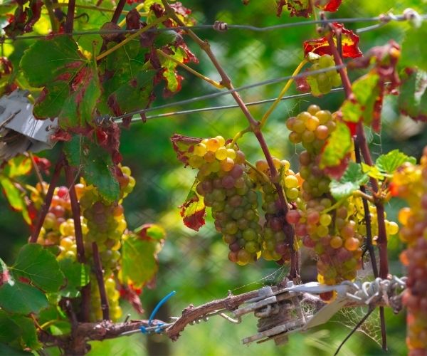 Take a tour of 8 of the most effective New Zealand wine areas
